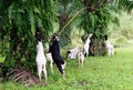 Goats in oil palm plantations