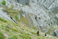 Goats in Panorama of Mountain Landscape in Cares Trekking Route, Asturias