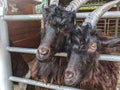 Goats in the park, ferry, zoo behind bars Royalty Free Stock Photo