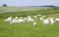 Goats on pasture