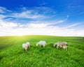 Goats pasture green grass meadow Royalty Free Stock Photo