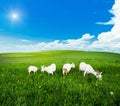 Goats pasture green grass meadow Royalty Free Stock Photo