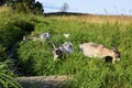 Goats in the pasture near the river. Young goats walk in the open field and nibble fresh grass. Horned animals for a walk in the Royalty Free Stock Photo