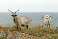 Goats pasture over the Azov sea