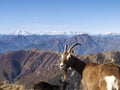 Goats pasture on the top of Mount Gradiccioli