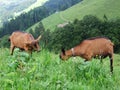 Goats on the pastures of the slopes of Churfirsten mountain range in the Toggenburg region