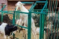 Goats in a pen in farmyard Royalty Free Stock Photo