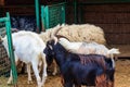 Goats in a pen in farmyard Royalty Free Stock Photo