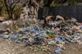 Goats in a pile of rubbish in Harar, Ethiop