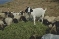 The goats pilling up and eating the hay