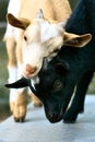 Goats playing with each other. Funny animal photo. Farm animal on the farm. Animal Royalty Free Stock Photo