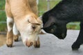 Goats playing with each other. Funny animal photo. Farm animal on the farm. Animal Royalty Free Stock Photo