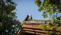 Goats resting on thatched grass roof of a buiding Royalty Free Stock Photo