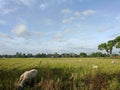 goats in the rice fields Royalty Free Stock Photo