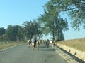 Goats on a road at the countryside