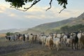 Goats on Road In Greci, Romania