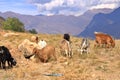 Goats on a Rock near Charvak Reservoir in Uzbekistan, Chimgan Mountains