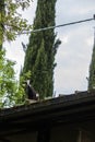 Goats on a roof