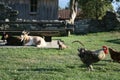 Goats and roosters in a meadow in Switzerland