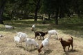 The Goats of Roseville California, 2. Royalty Free Stock Photo