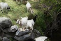 The Goats of Roseville California, 29. Royalty Free Stock Photo