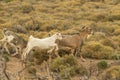 Goats running out in the nature. Royalty Free Stock Photo