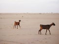 Goats in Sahara desert Royalty Free Stock Photo