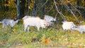 Goats scratching their horns. Funny scene.