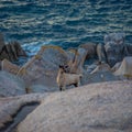 Goats beside the sea in Sardinia Royalty Free Stock Photo