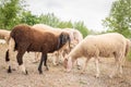 Goats and sheep of different colors while grazing. Concept of diversity, acceptance and curiosity