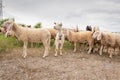 Goats and sheep of different colors while grazing. Concept of diversity, acceptance and curiosity