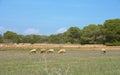 Goats and sheep in the dry and barren fields of ibiza and formentera among the fig trees and the arid land