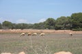 Goats and sheep in the dry and barren fields of ibiza and formentera among the fig trees and the arid land