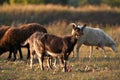 Goats and sheep eat apples spilled on the grass in the pasture. Selective focus Royalty Free Stock Photo