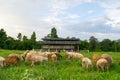 Goats and sheep eating on Meadow grass in farm