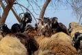 Goats and sheep in farm animals, agriculture and nature, baby goat close up view Royalty Free Stock Photo