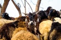 Goats and sheep in farm animals, agriculture and nature, baby goat close up view Royalty Free Stock Photo