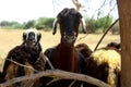 Goats and sheep in farm animals, agriculture and nature, baby goat close up view Royalty Free Stock Photo