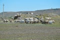 Goats and sheep grazing freely on pasture and at higher elevations