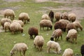 Goats and sheep grazing under the ruins of Al Karak Castle in Jordan. A large herd eating grass