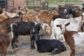 Goats in a sheep pen