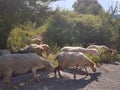 Goats sheeps eating trees on the mountain in arta perfecture greece