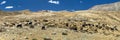 Goats and sheeps herd, Pamir mountains