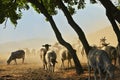 Goats and Sheeps on Road In Greci, Romania