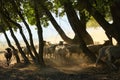 Goats and Sheeps on Road In Greci, Romania