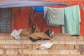 2 Goats sleeping under warm blankets during winter time in front of a house in Varanasi