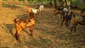 Goats and small baby in the meadow, Indian Goats, sheep grazing lush grass with group