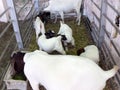 Goats in small pen