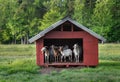 Goats in Small Red Barn