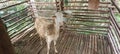 Goats are small ruminants which are widely known among the nations of the world.